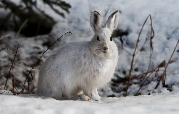 white wild rabbit in snow