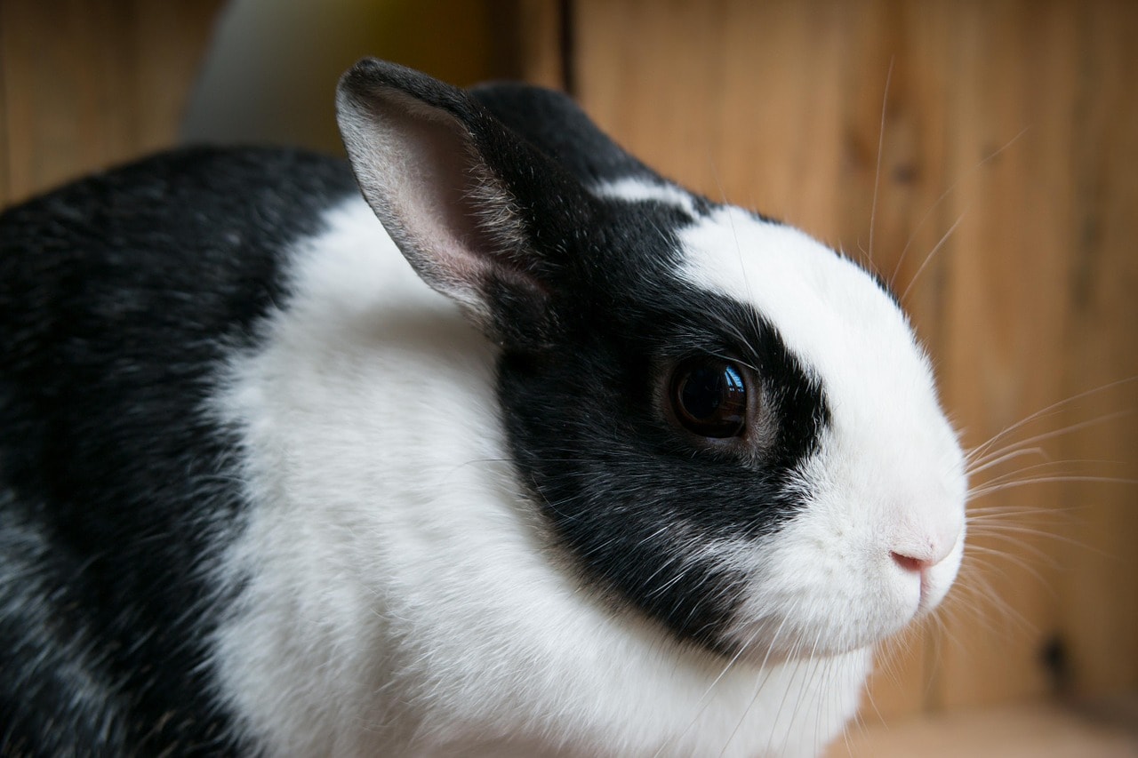 black and white spotted rabbit