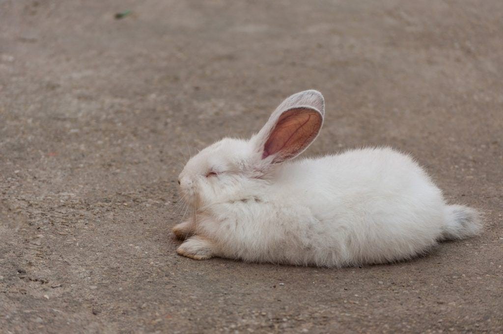 sleeping rabbit