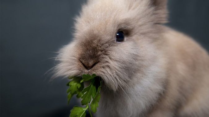 picture of a rabbit chewing.
