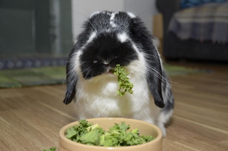 rabbit eating kale