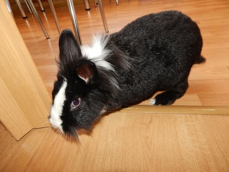 rabbit on the floor