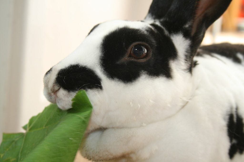 Rex rabbit eating