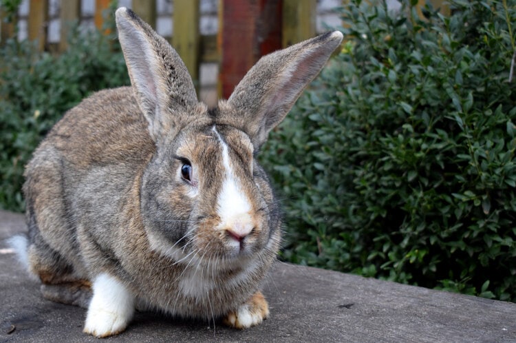 10 Largest Rabbit Breeds in the World (With Pictures) | Pet Keen