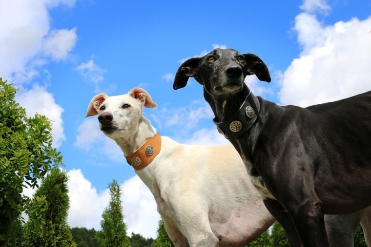 two greyhounds