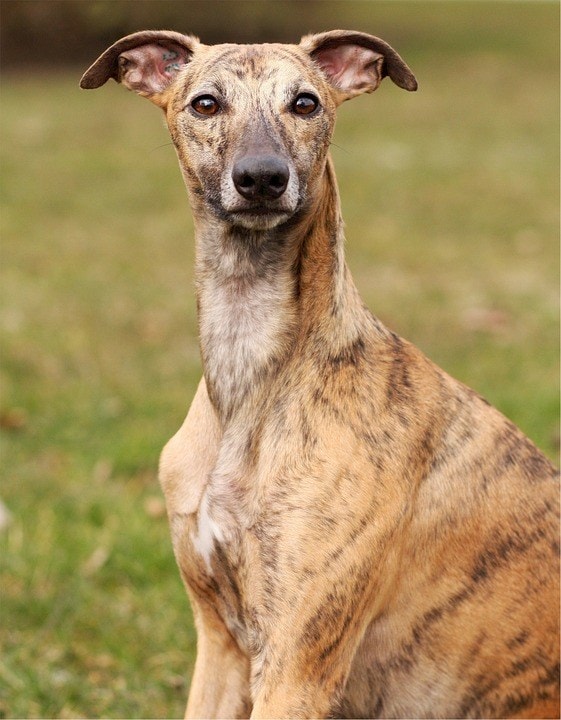 whippet brindle