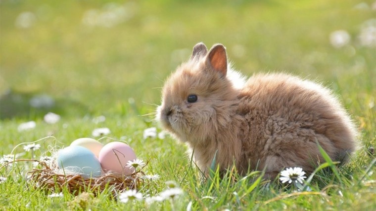 why are rabbits associated with easter. Featured image.