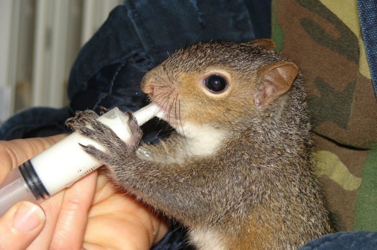 A rehabilitated squirrel Wildlife Rehabilitator