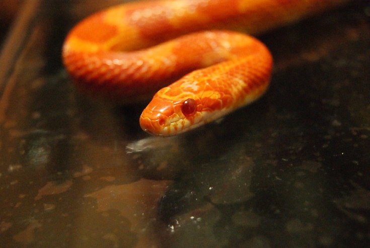fluorescent orange corn snake