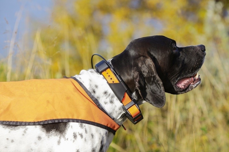 10 Best Dog GPS Trackers &amp; Collars [Reviews 2021 ] | Pet Keen