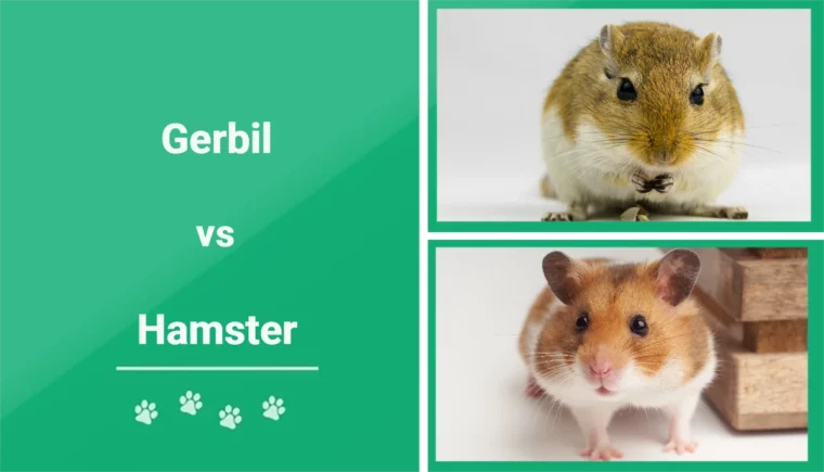Gerbil vs Hamster - Featured Image