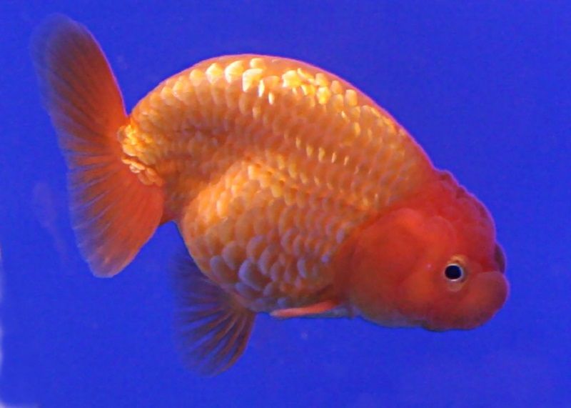 Ranchu Goldfish: Care Guide, Varieties, Lifespan & More (With Pictures