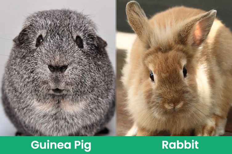 Guinea Pig vs. Rabbit: Which Pet Should You Get? | Pet Keen