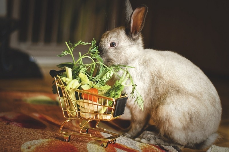 Healthy Rabbit
