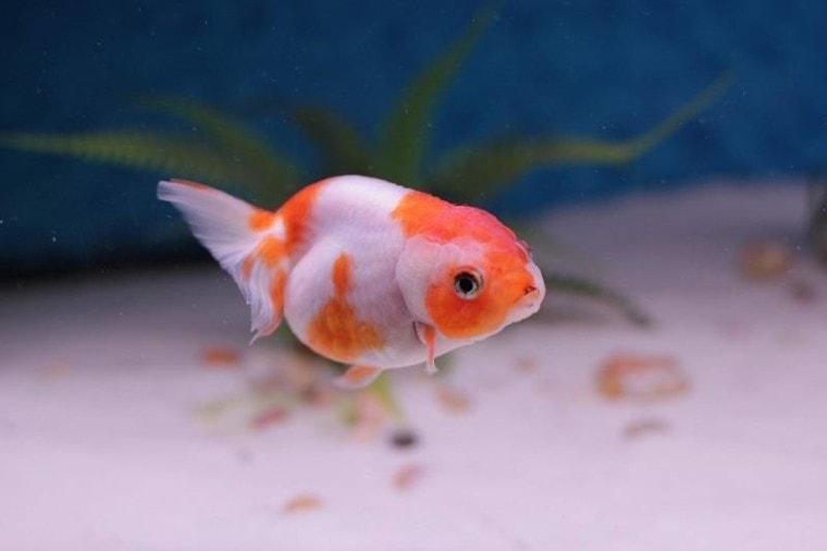 Lionhead Goldfish_TDesigns, Pixabay Ranchu goldfish