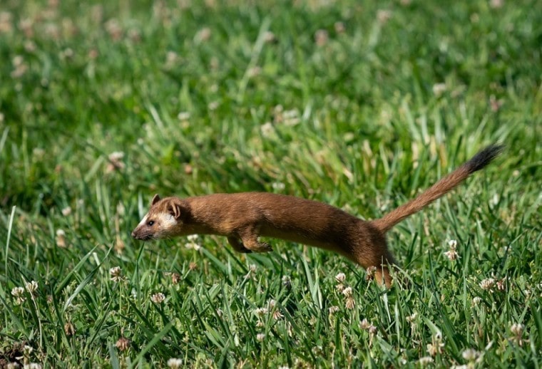 Long-tailed Weasel Hunting_Kelp Grizzly Photography_shutterstock