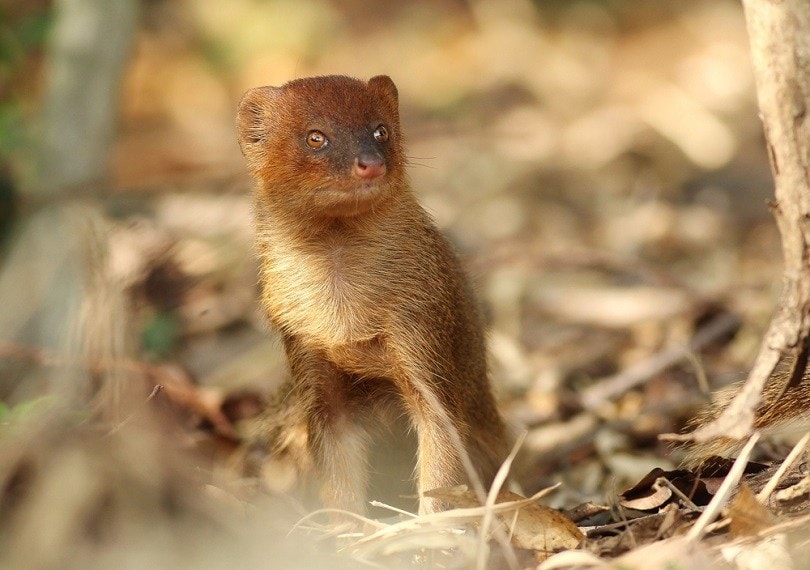 17 Types of Weasels: Species & Colors (With Pictures) | Pet Keen