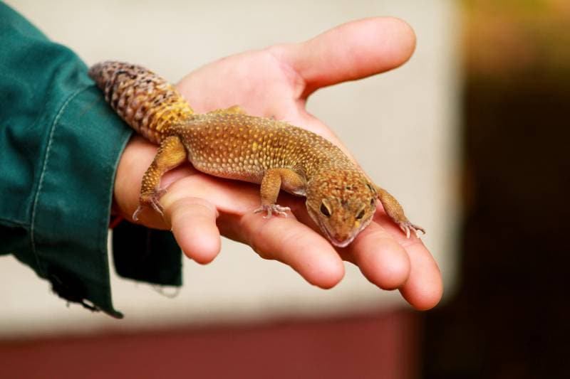 30 Types Of Leopard Gecko Morphs: Color List & Pictures | Pet Keen