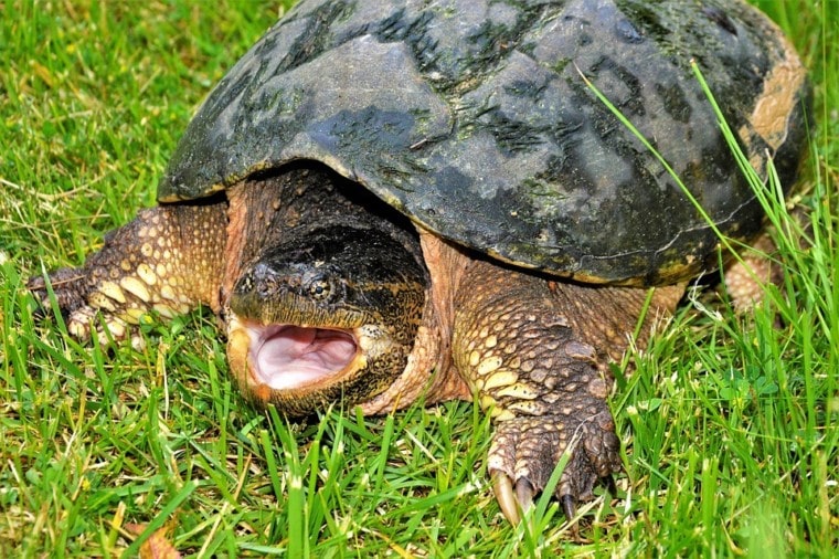 Snapping Turtle Mouth Opened