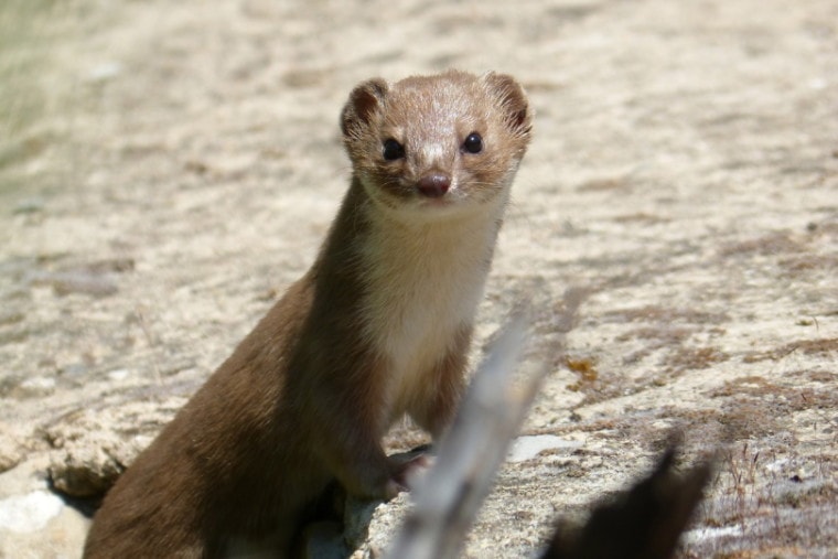 Weasel leaning on a rock
