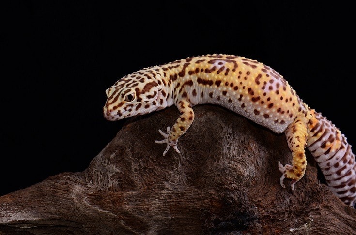 bell albino leopard gecko on rock