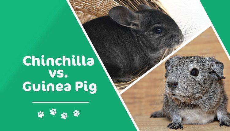 chinchilla-vs-guinea-pig