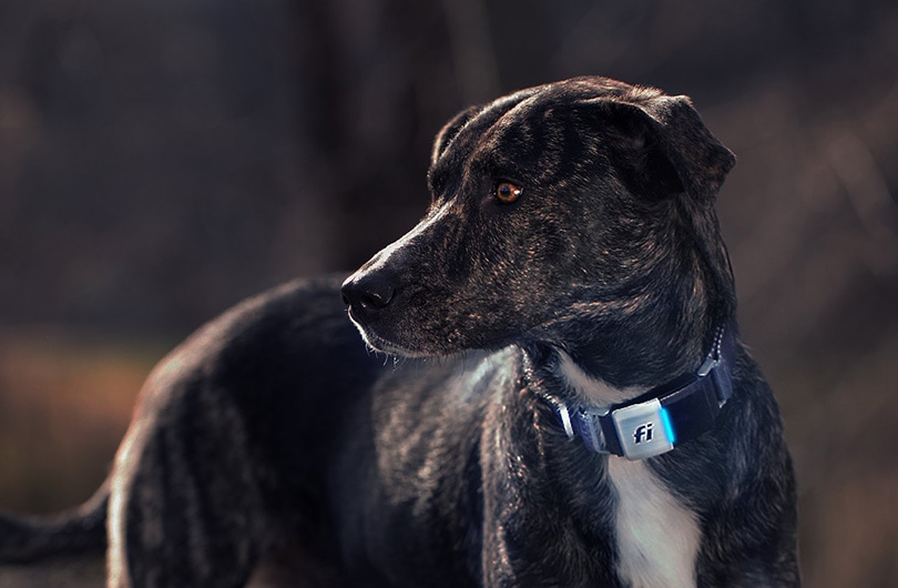 dog in collar with gps tracker