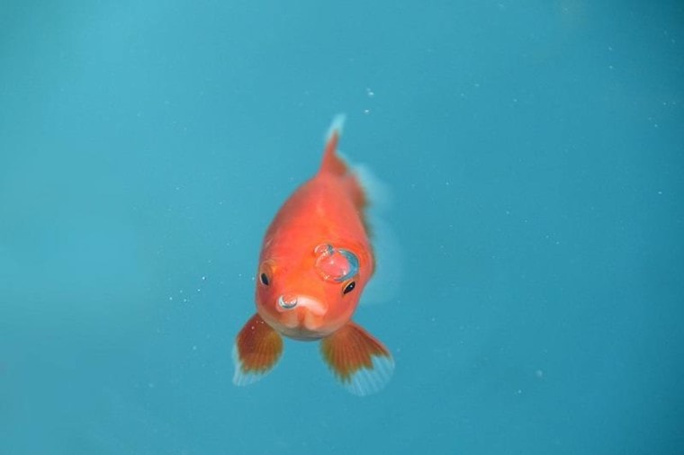 goldfish bubble