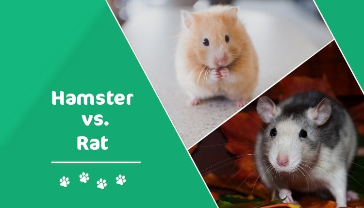 hamster vs rat