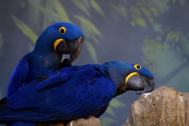 How Much Does a Hyacinth Macaw Cost 
