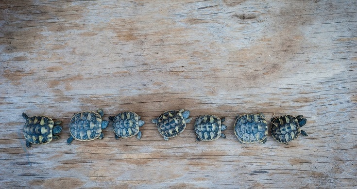line of turtles