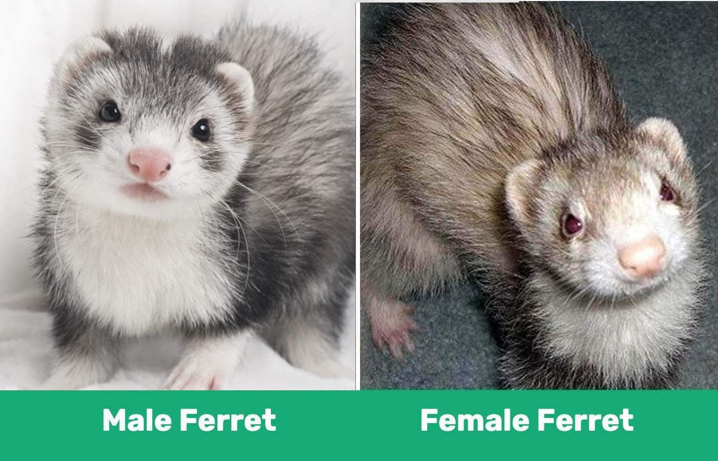male vs female ferret #2