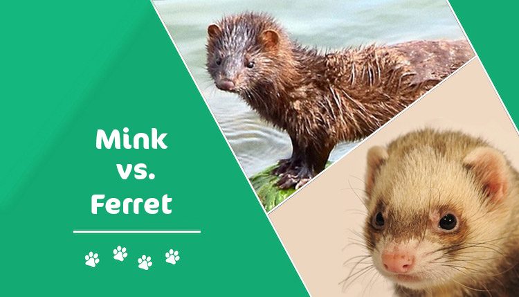 Mink vs Ferret: What's the Difference? (With Pictures) | Pet Keen