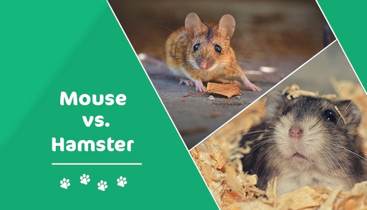 mouse vs hamster header