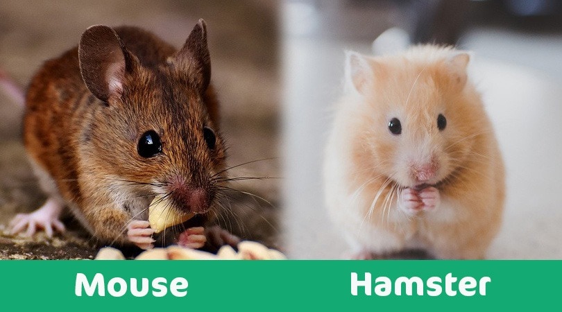 güçsüz Asya tohum  Hamster vs. Mouse: Which Pet Should You Get? (With Pictures) | Pet Keen
