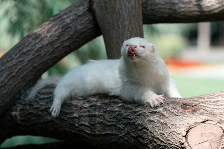 ferret in the log