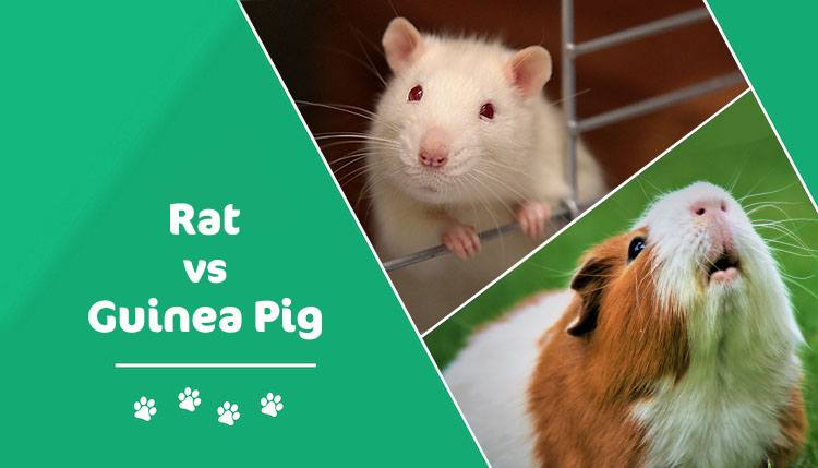 rat vs guinea pig
