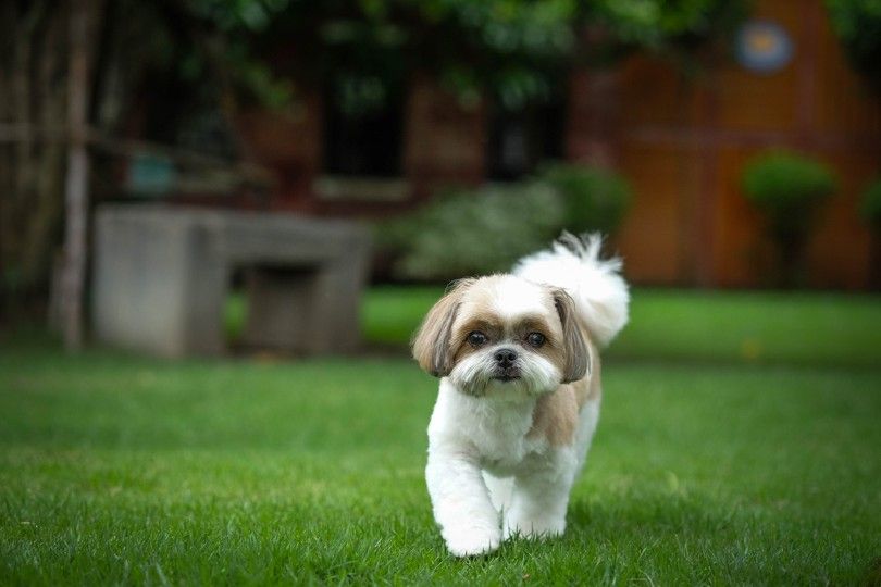 10 Best Shih Tzu Haircuts & Styles in 2023 - Your Dog Will Love These! | Pet  Keen