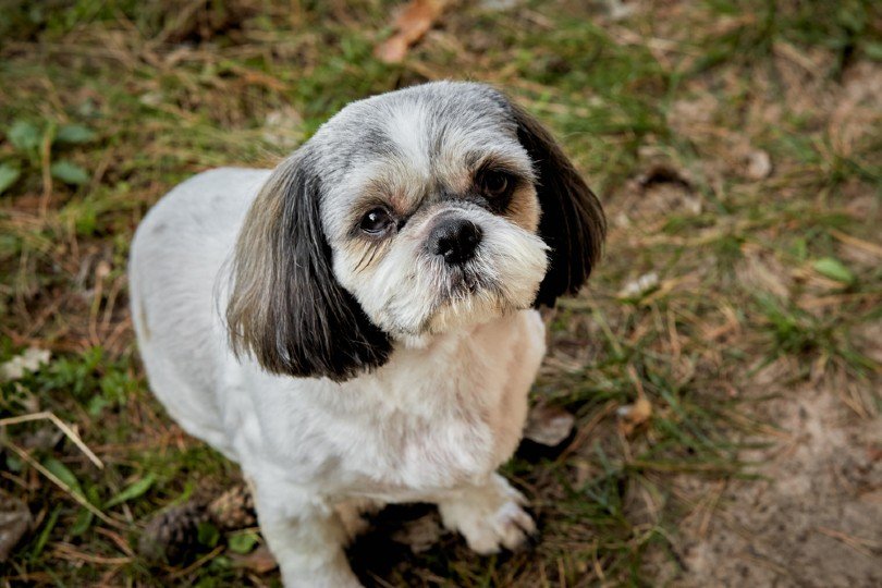 All You Need to Know about Shih Tzu Tails  Shih Tzu World