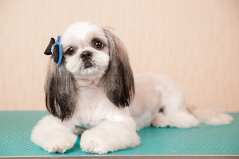 10 Shih Tzu Haircuts in 2021 Your Dog Will Love These