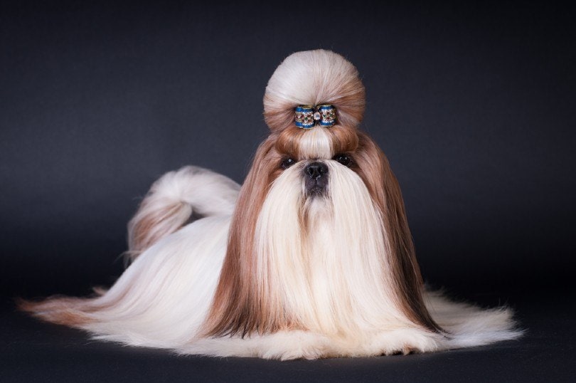 10 Great Shih Tzu Haircuts & Styles in 2024 (With Pictures) Pet Keen