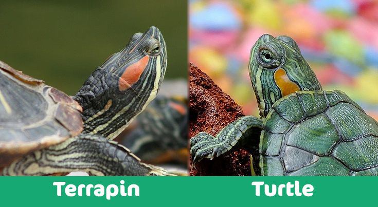 terrapin vs turlte header