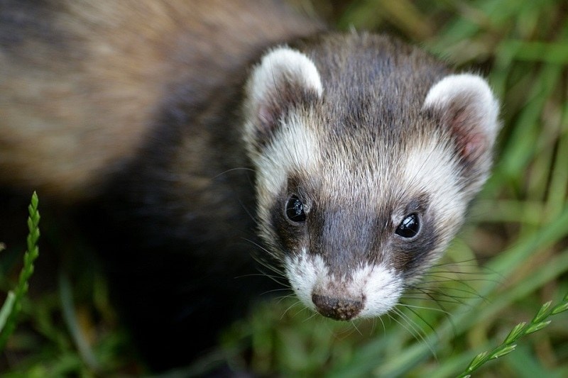 Is it true that weasels are uncommon in Arkansas?