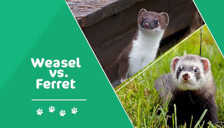 weasel vs ferret