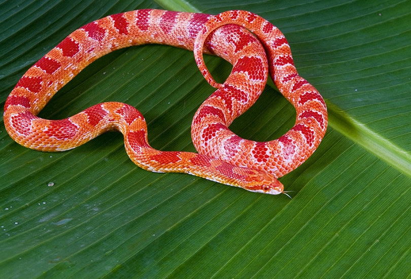 Amelanistic Corn Snake