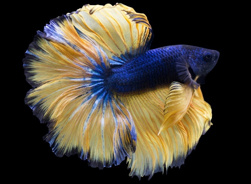 10 Rare Betta Fish Colors (with Pictures) - MeowMyBark