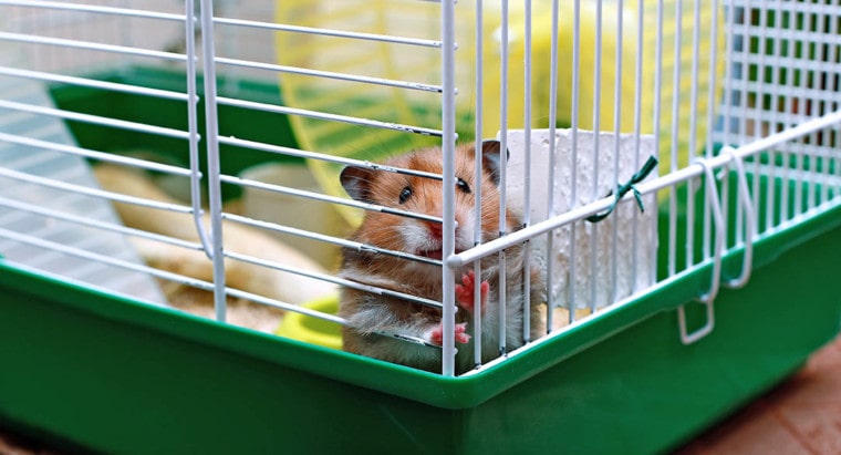 Brown syrian hamster inside a cage