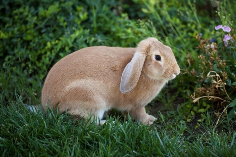 Cinnamon brown bunny rabbit_Vezzani Photography_shutterstock bunny cost