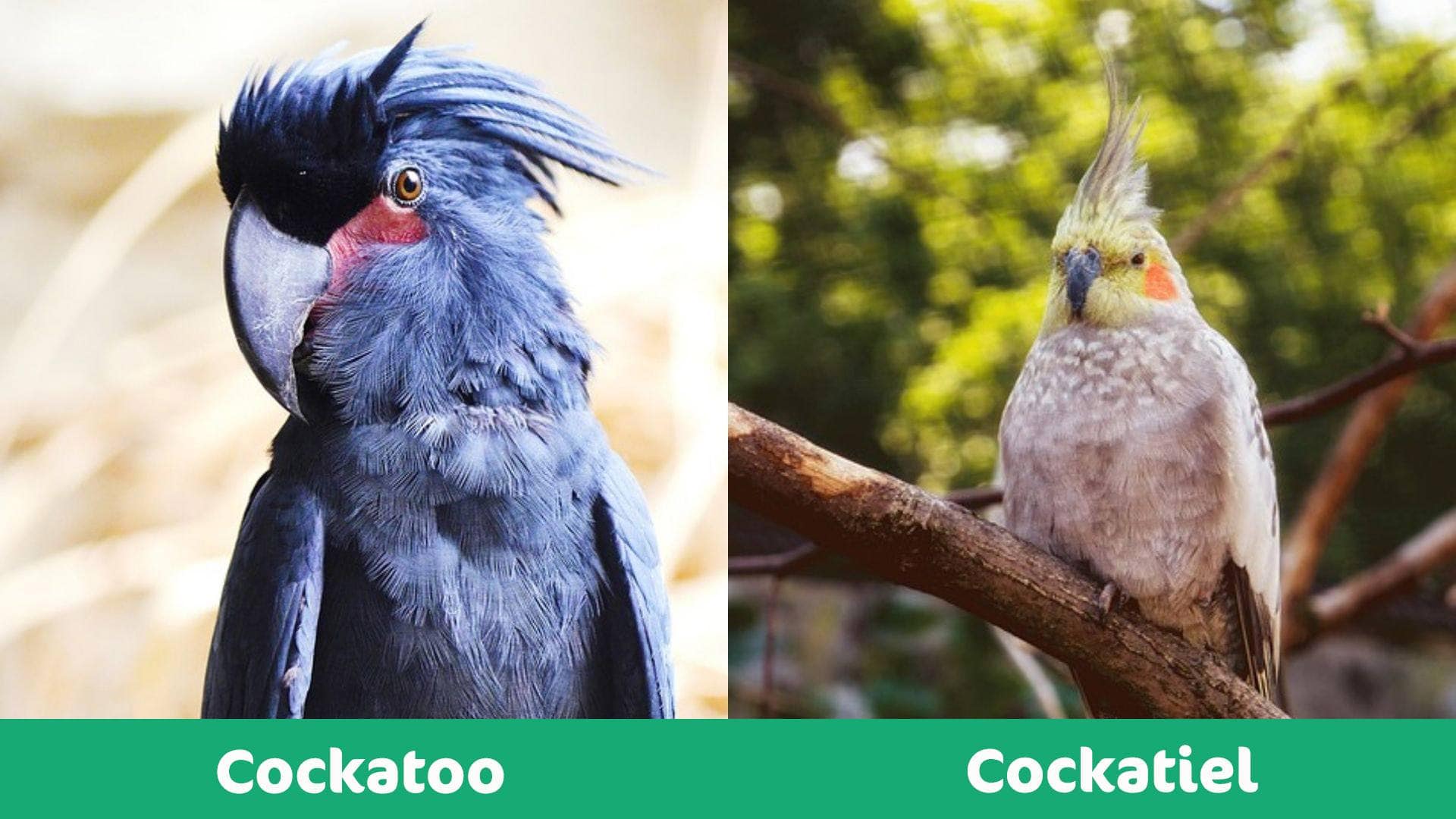 cockatiel vs cockatoo