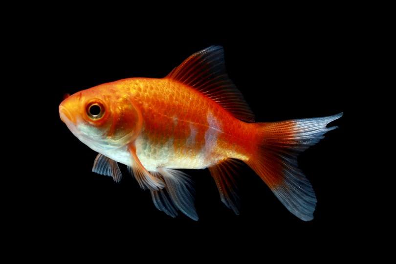 Comet Goldfish: Care Guide, Varieties, Lifespan & More (With Pictures) | Pet Keen